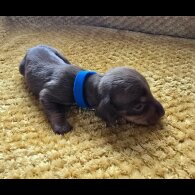 Dachshund (Miniature Smooth Haired)