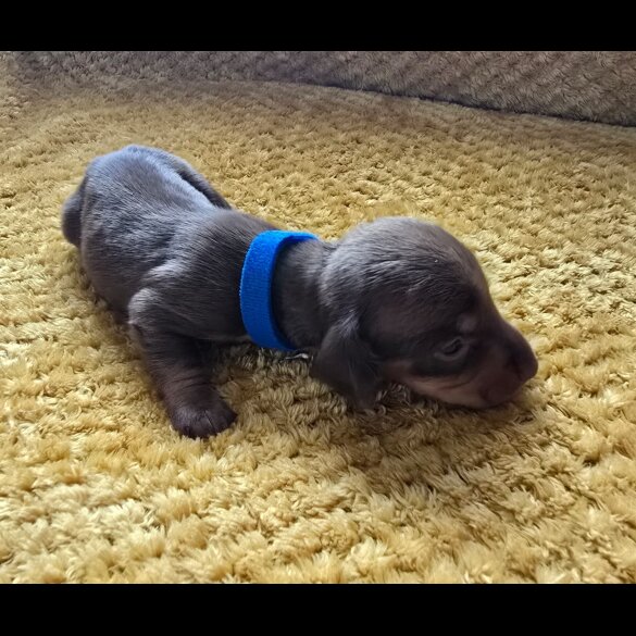 Dachshund (Miniature Smooth Haired)
