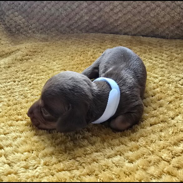 Dachshund (Miniature Smooth Haired)