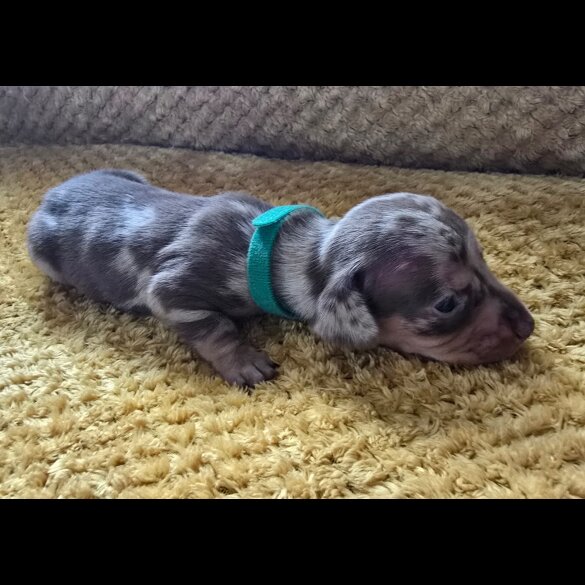 Dachshund (Miniature Smooth Haired)