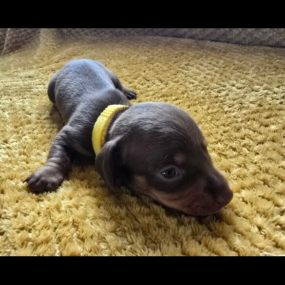 Dachshund (Miniature Smooth Haired)