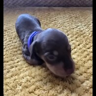 Dachshund (Miniature Smooth Haired)