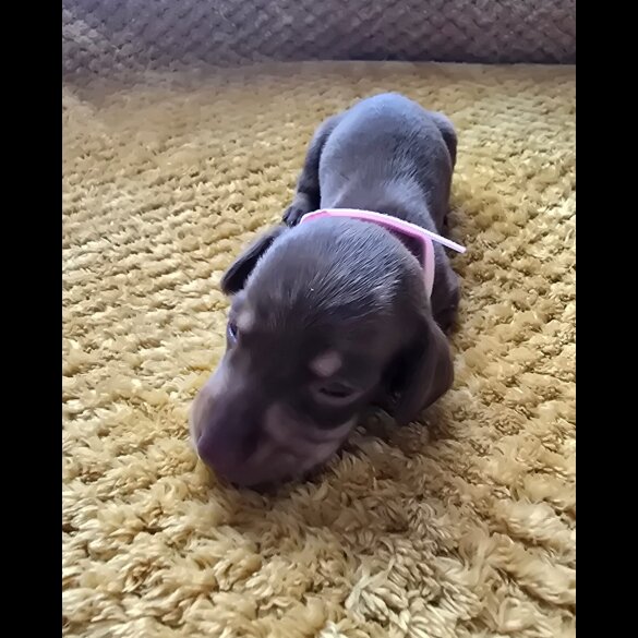 Dachshund (Miniature Smooth Haired)