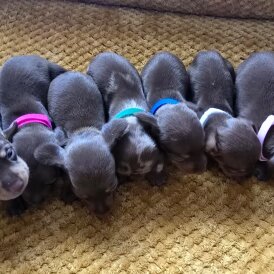 Dachshund (Miniature Smooth Haired)
