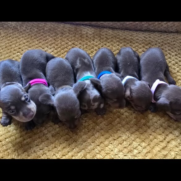 Dachshund (Miniature Smooth Haired)