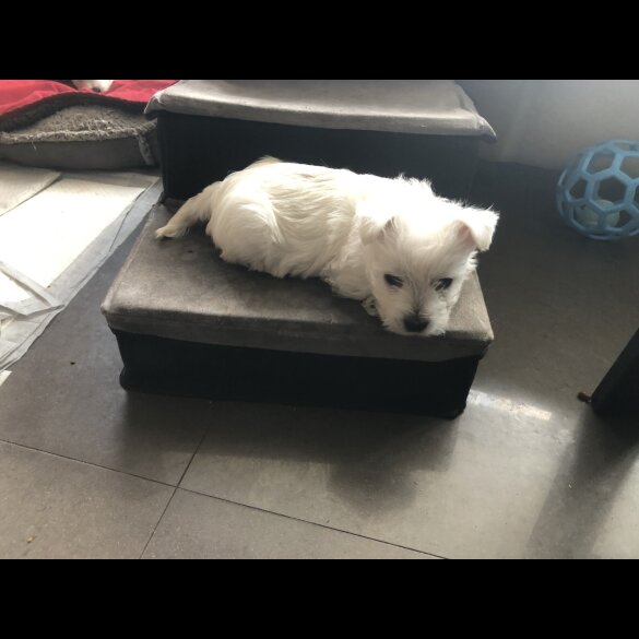 West Highland White Terrier