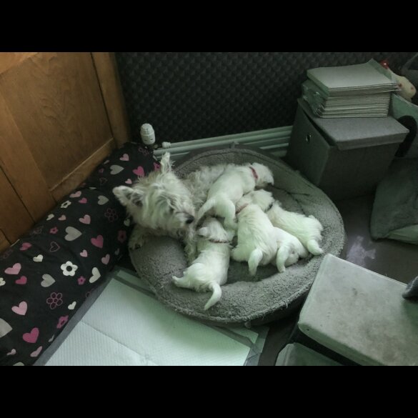 West Highland White Terrier