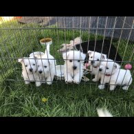 West Highland White Terrier