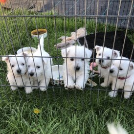 West Highland White Terrier