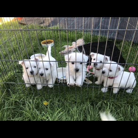 West Highland White Terrier