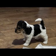 Wire Fox Terrier