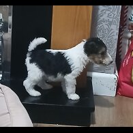 Wire Fox Terrier