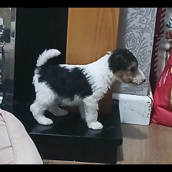 Wire Fox Terrier