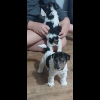 Wire Fox Terrier