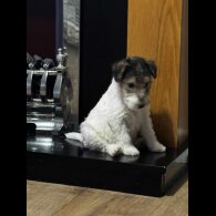 Wire Fox Terrier