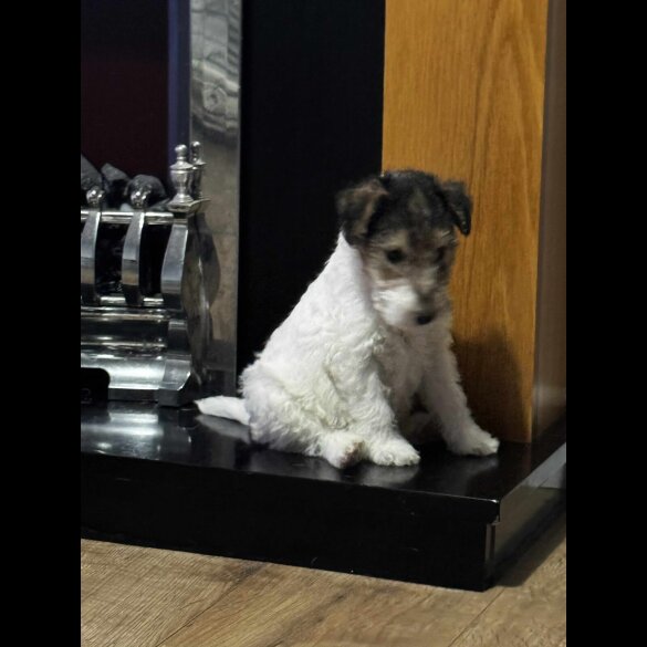 Wire Fox Terrier