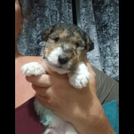 Wire Fox Terrier