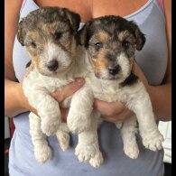 Wire Fox Terrier