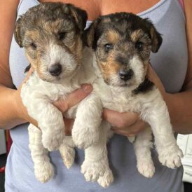 Wire Fox Terrier