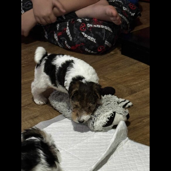 Wire Fox Terrier