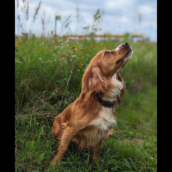Working Cocker Spaniel