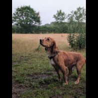 Working Cocker Spaniel