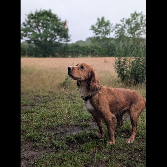Working Cocker Spaniel