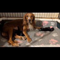 Working Cocker Spaniel