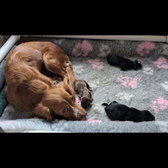 Working Cocker Spaniel