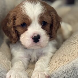 Cavalier King Charles Spaniel