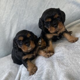 Cavalier King Charles Spaniel