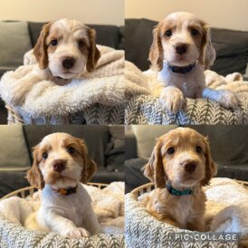 Cocker Spaniel (Show) - Both