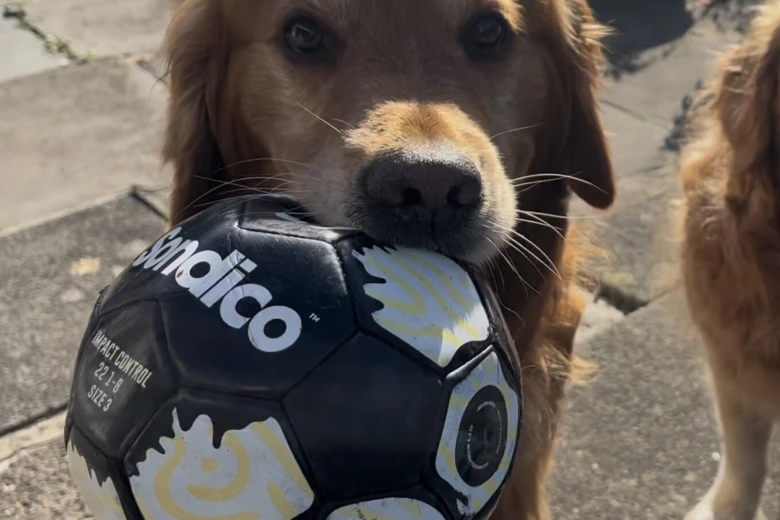 Golden Retriever