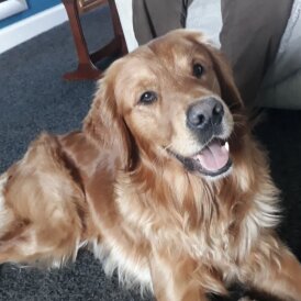 Golden Retriever
