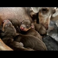 Dachshund (Miniature Smooth Haired)