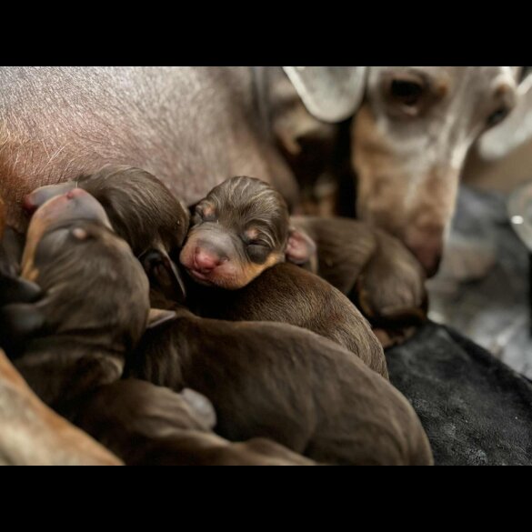 Dachshund (Miniature Smooth Haired)