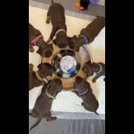 Dachshund (Miniature Smooth Haired)