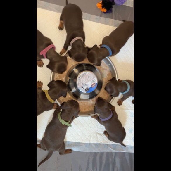 Dachshund (Miniature Smooth Haired)