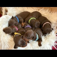 Dachshund (Miniature Smooth Haired)