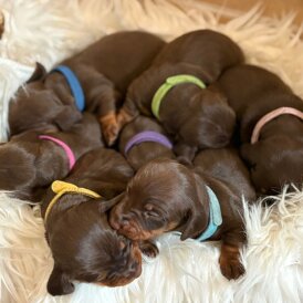 Dachshund (Miniature Smooth Haired)