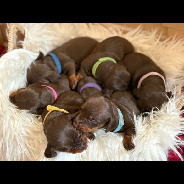 Dachshund (Miniature Smooth Haired)