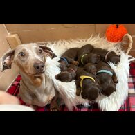 Dachshund (Miniature Smooth Haired)