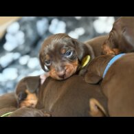 Dachshund (Miniature Smooth Haired)