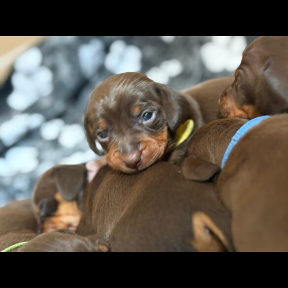 Dachshund (Miniature Smooth Haired)