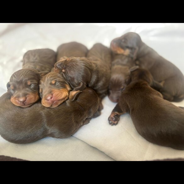 Dachshund (Miniature Smooth Haired)