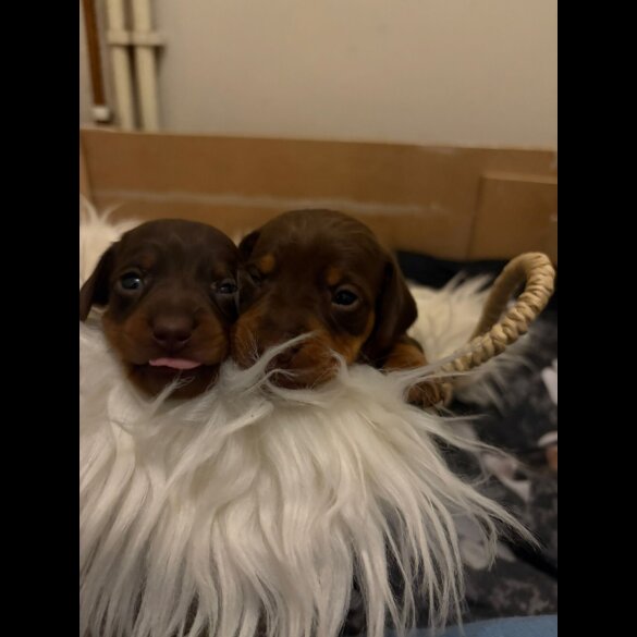 Dachshund (Miniature Smooth Haired)