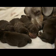 Dachshund (Miniature Smooth Haired)