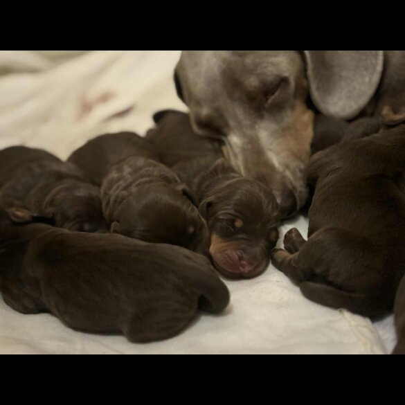 Dachshund (Miniature Smooth Haired)