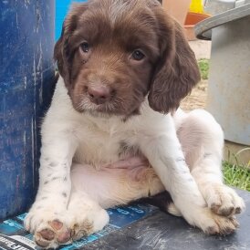 English Springer Spaniel