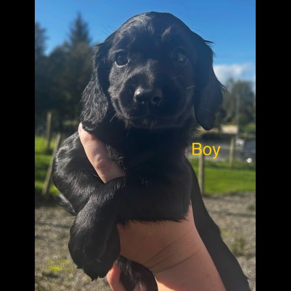Cocker Spaniel (Working)